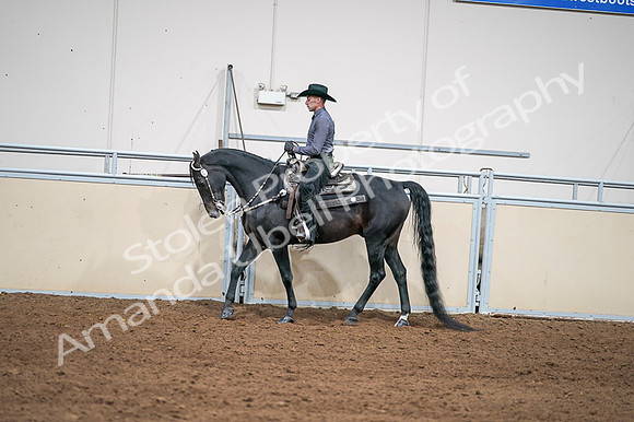 2020 - AB Morgan Horse - Fri, Sept 04 - 08396