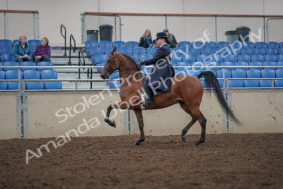 2019 Morgan Horse Show - Aug 30, 2019 - 28366