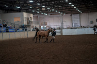 2019 Morgan Horse Show - Aug 31, 2019 - 01493