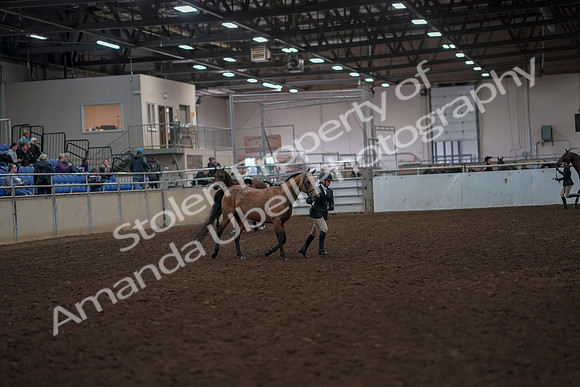 2019 Morgan Horse Show - Aug 31, 2019 - 01493