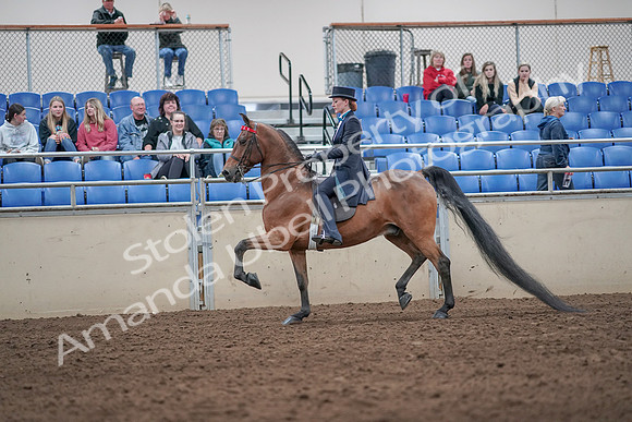 2019 Morgan Horse Show - Aug 31, 2019 - 19925