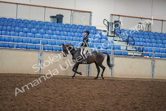 2019 Morgan Horse Show - Aug 30, 2019 - 12251