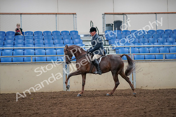 2019 Morgan Horse Show - Aug 30, 2019 - 17434