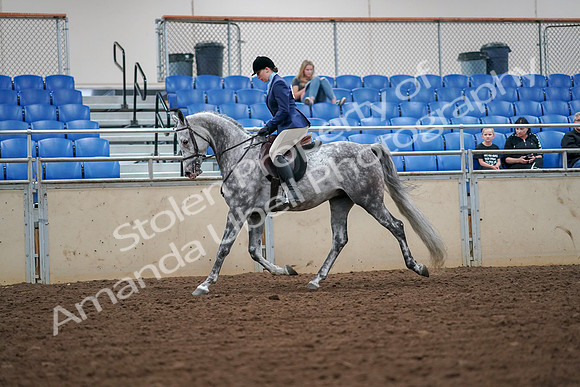 2019 Morgan Horse Show - Aug 30, 2019 - 16200