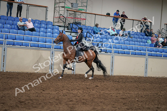 2020 - AB Morgan Horse - Sat, Sept 05 - 06726