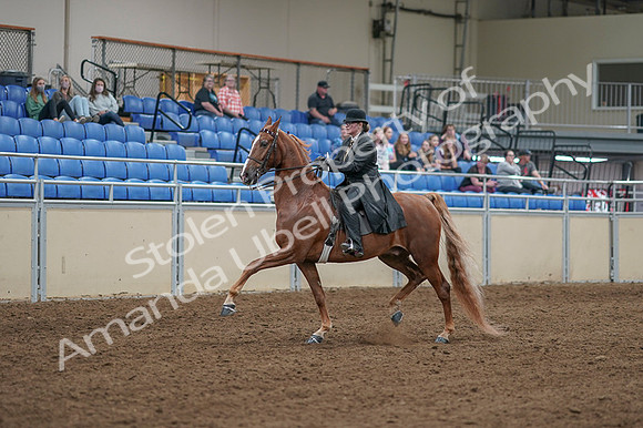 2020 - AB Morgan Horse - Fri, Sept 04 - 11240