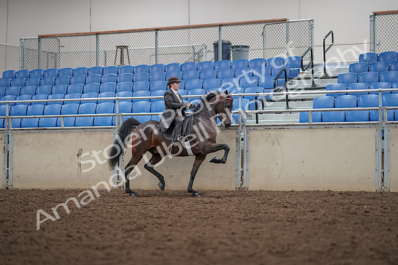 2019 Morgan Horse Show - Aug 30, 2019 - 28212