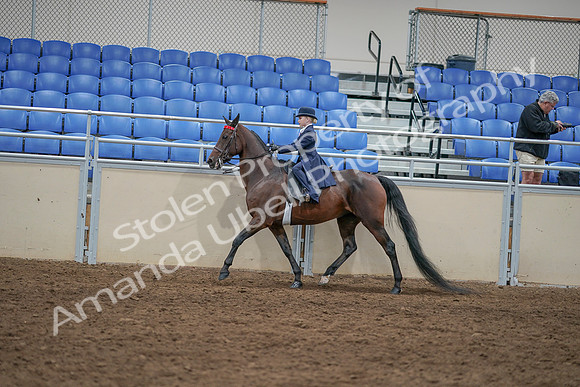 2020 - AB Morgan Horse - Sat, Sept 05 - 04790