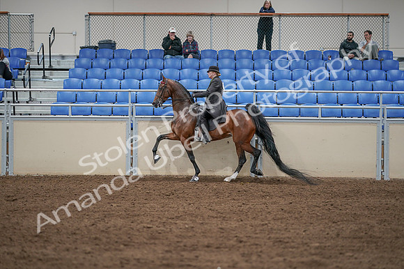 2020 - AB Morgan Horse - Fri, Sept 04 - 09645