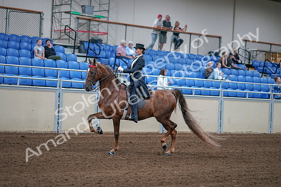 2020 - AB Morgan Horse - Fri, Sept 04 - 06250
