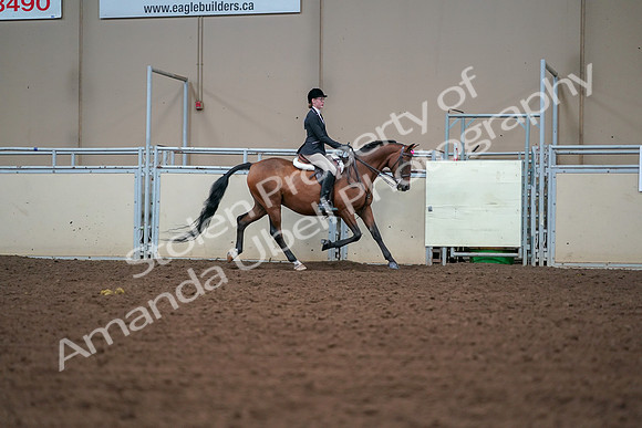 2019 Morgan Horse Show - Aug 30, 2019 - 20911
