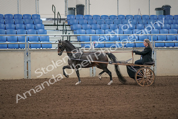 2019 Morgan Horse Show - Aug 31, 2019 - 04243