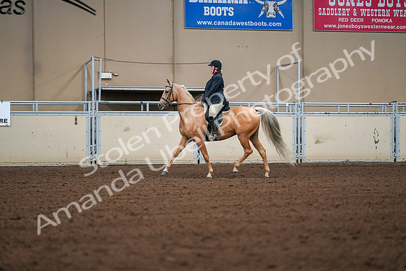 2019 Morgan Horse Show - Aug 30, 2019 - 16167