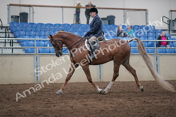 2019 Morgan Horse Show - Sept 01, 2019 - 08601
