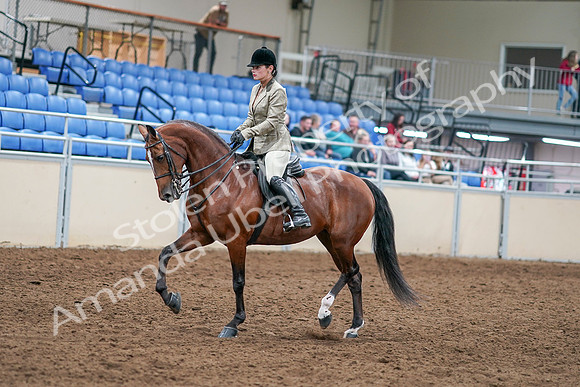 2020 - AB Morgan Horse - Sat, Sept 05 - 14356
