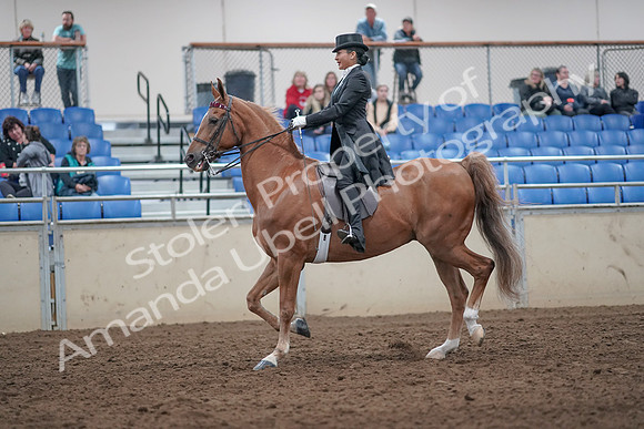 2019 Morgan Horse Show - Aug 31, 2019 - 20557