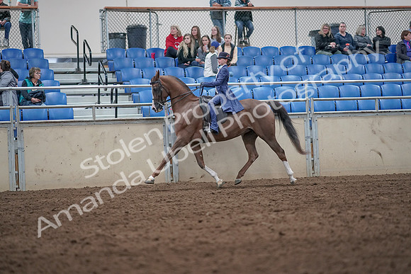 2019 Morgan Horse Show - Aug 31, 2019 - 20561