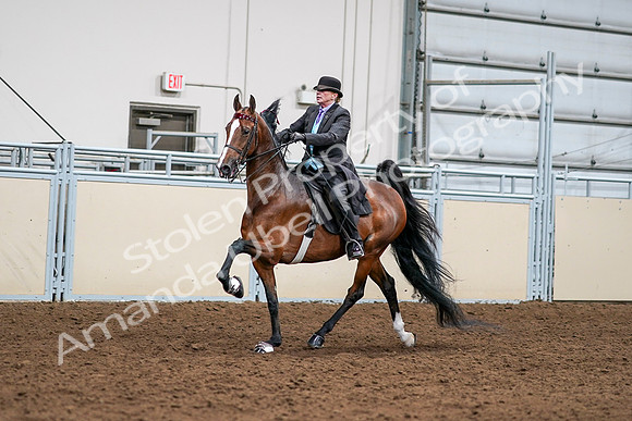 2020 - AB Morgan Horse - Sat, Sept 05 - 12981