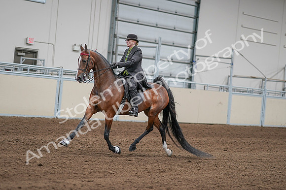 2020 - AB Morgan Horse - Fri, Sept 04 - 09562
