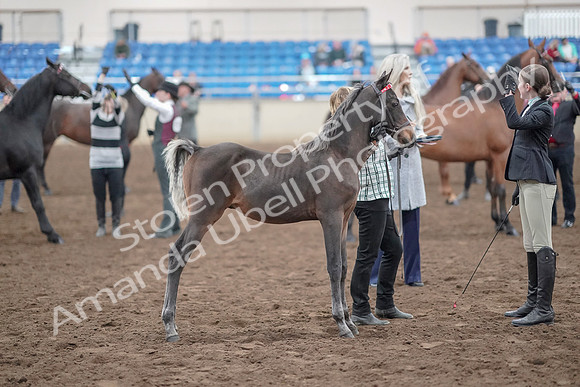 2019 Morgan Horse Show - Aug 31, 2019 - 03696