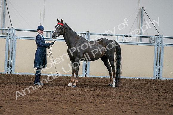 2020 - AB Morgan Horse - Fri, Sept 04 - 00686