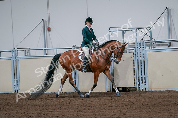 2020 - AB Morgan Horse - Fri, Sept 04 - 01855