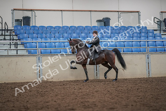 2019 Morgan Horse Show - Aug 30, 2019 - 27936