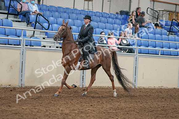 2020 - AB Morgan Horse - Fri, Sept 04 - 08028