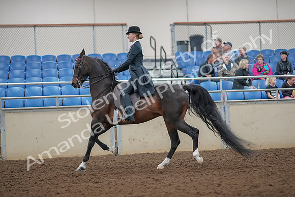 2019 Morgan Horse Show - Aug 30, 2019 - 25019