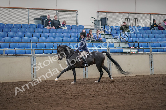 2019 Morgan Horse Show - Aug 31, 2019 - 05074