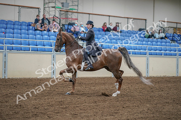 2020 - AB Morgan Horse - Fri, Sept 04 - 11295