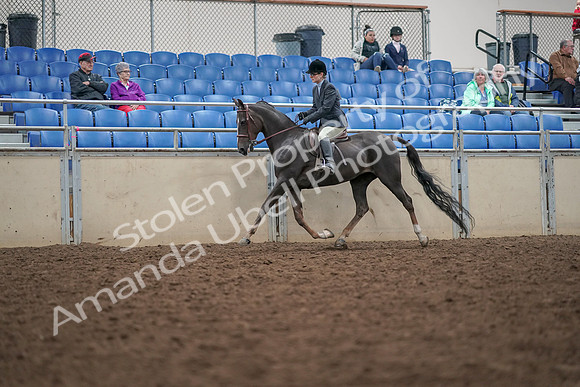 2019 Morgan Horse Show - Aug 30, 2019 - 20408