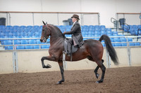 2019 Morgan Horse Show - Aug 30, 2019 - 27855