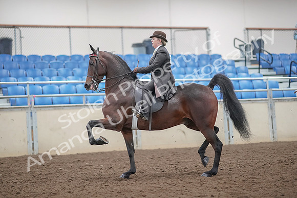 2019 Morgan Horse Show - Aug 30, 2019 - 27855
