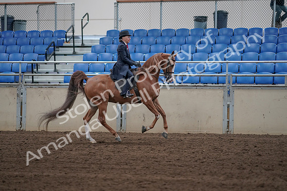 2019 Morgan Horse Show - Sept 01, 2019 - 12019