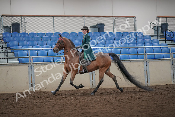 2019 Morgan Horse Show - Aug 30, 2019 - 27879