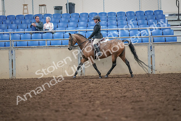 2019 Morgan Horse Show - Aug 30, 2019 - 20047