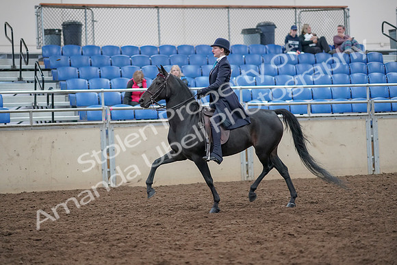 2019 Morgan Horse Show - Aug 31, 2019 - 18010