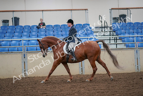 2019 Morgan Horse Show - Aug 30, 2019 - 16319