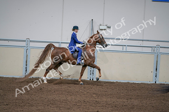 2020 - AB Morgan Horse - Fri, Sept 04 - 05154