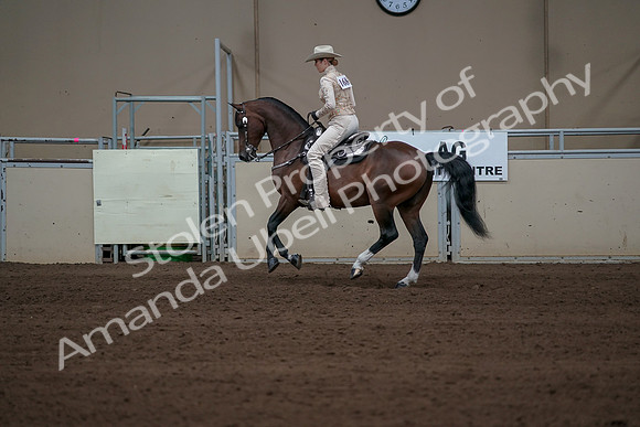 2019 Morgan Horse Show - Sept 01, 2019 - 06970