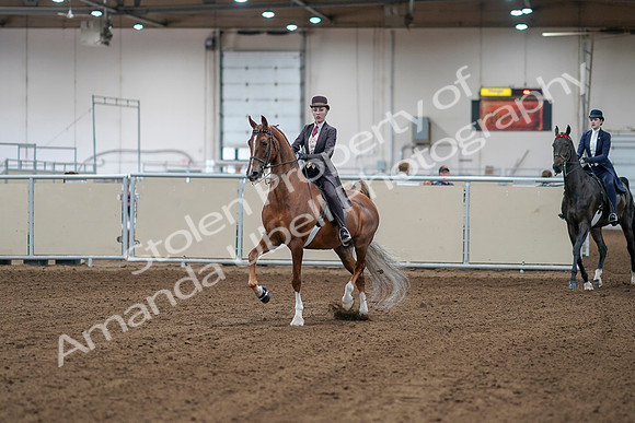 2020 - AB Morgan Horse - Sat, Sept 05 - 06128