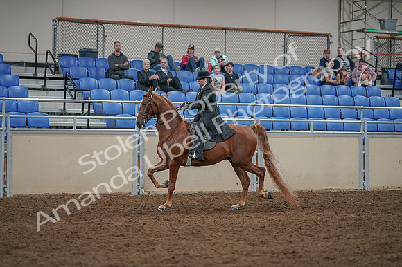 2020 - AB Morgan Horse - Fri, Sept 04 - 11268