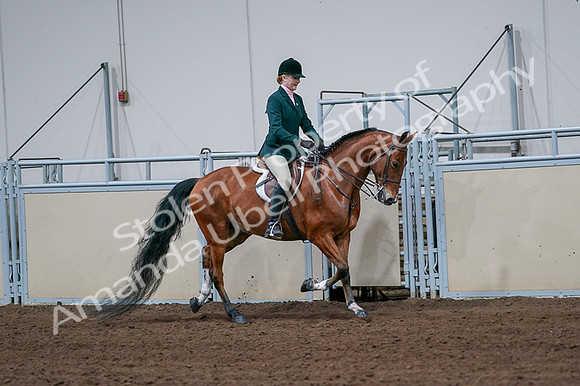 2020 - AB Morgan Horse - Fri, Sept 04 - 01857