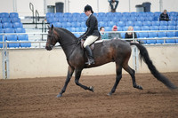 2019 Morgan Horse Show - Sept 01, 2019 - 04002