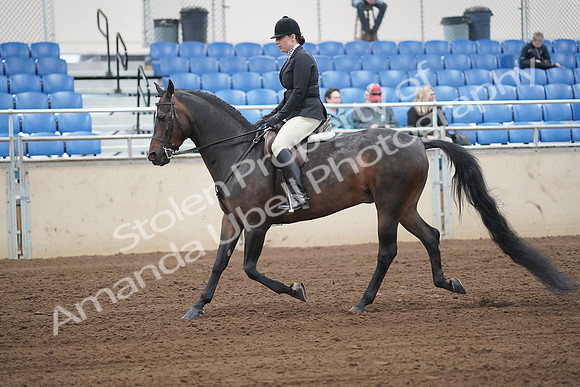 2019 Morgan Horse Show - Sept 01, 2019 - 04002