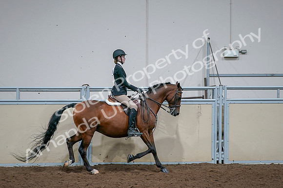 2020 - AB Morgan Horse - Fri, Sept 04 - 06032