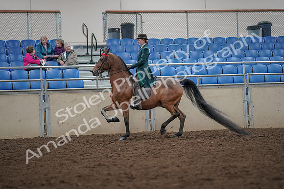 2019 Morgan Horse Show - Aug 30, 2019 - 27965