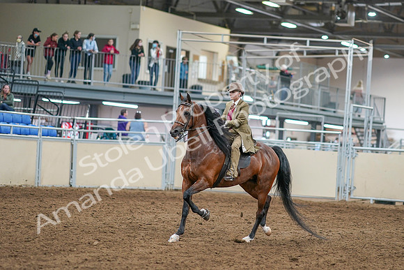 2020 - AB Morgan Horse - Sat, Sept 05 - 07940