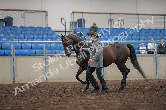 2019 Morgan Horse Show - Aug 31, 2019 - 03687